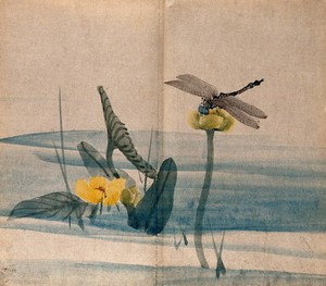 view A dragonfly on a lotus flower (Nelumbo species) held above the water. Watercolour.