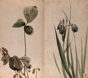 view Two plants, a leguminous species with pods (left) and a flowering iris (right) Watercolour.