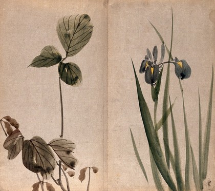 Two plants, a leguminous species with pods (left) and a flowering iris (right) Watercolour.