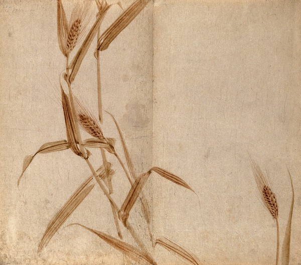 Rye (Secale species): plant stems with seedheads. Watercolour.