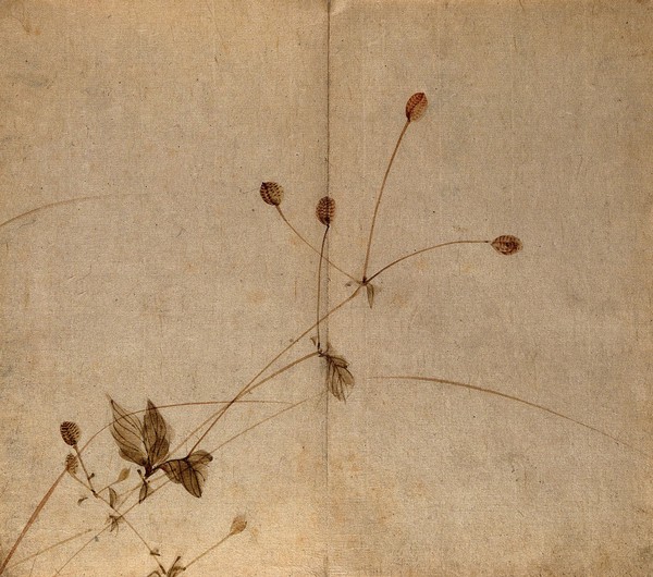 A plant, possibly a Sanguisorba species: fruiting stem. Watercolour.