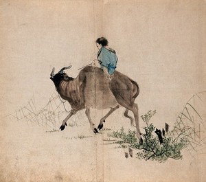 view A man riding an ox through grass and shrub land. Watercolour.