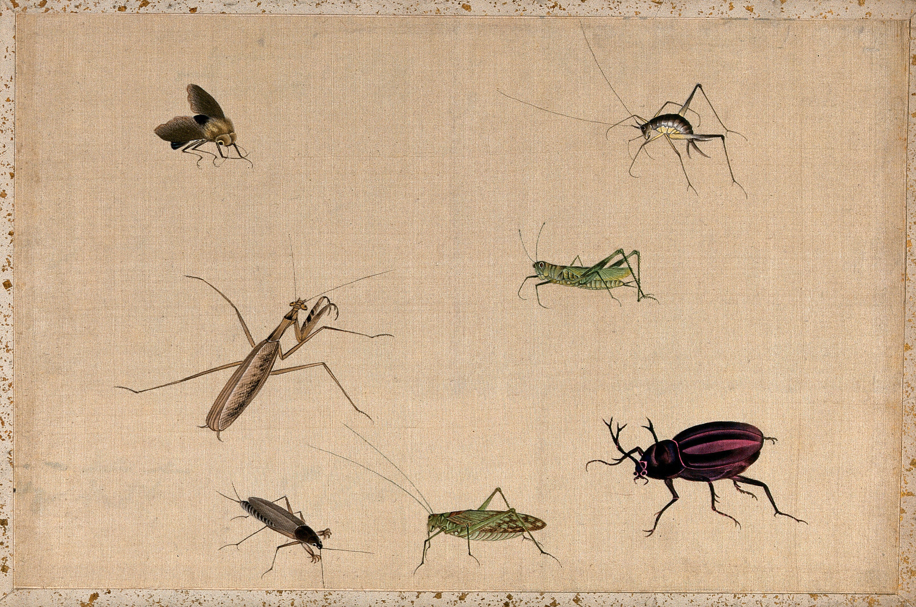 Seven Insects Including A Grasshopper Praying Mantid And Stag