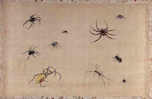 Ten spiders, showing much variation in shape and colour. Gouache painting.