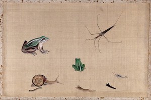 view Seven animals from Japan, including two frogs, a snail, a slug, a water-bug and a silver fish. Gouache painting.