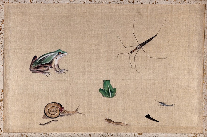 Seven animals from Japan, including two frogs, a snail, a slug, a water-bug and a silver fish. Gouache painting.
