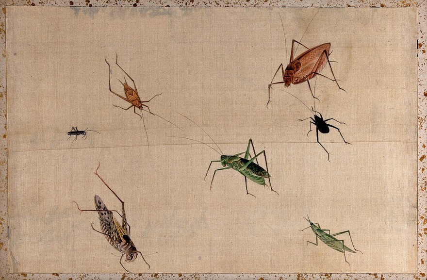 Seven insects of the Orthoptera order, mostly grasshoppers. Gouache painting.