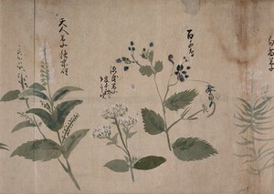 view Four flowering plants, one possibly a labiate. Watercolour, c. 1870.