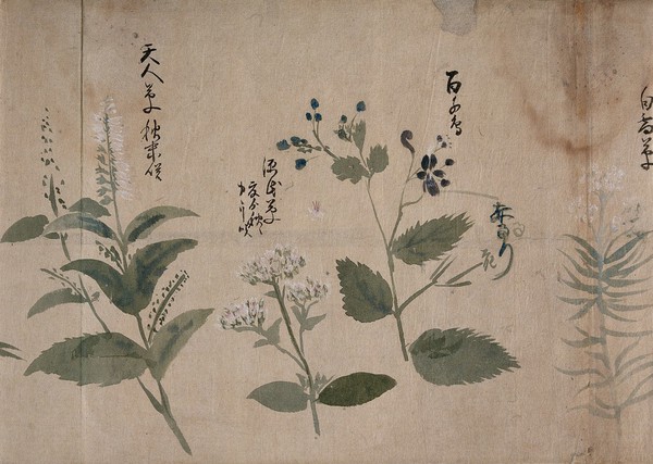 Four flowering plants, one possibly a labiate. Watercolour, c. 1870.