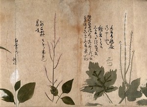 view Three flowering plants. Watercolour, c. 1870.