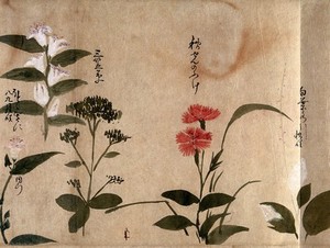 view Four flowering plants, including a toad lily (Tricyrtis species) and a pink (Dianthus species). Watercolour, c. 1870.