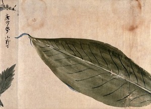 view A large leaf. Watercolour, c. 1870.