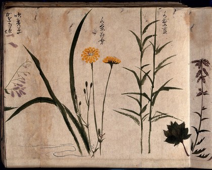 Three flowering plants, one possibly a composite. Watercolour, c. 1870.