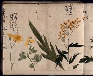 view Three flowering plants, including coltsfoot (Tussilago farfara), common rue (Ruta graveolens), and a legume. Watercolour, c. 1870.