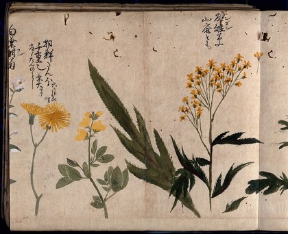 Three flowering plants, including coltsfoot (Tussilago farfara), common rue (Ruta graveolens), and a legume. Watercolour, c. 1870.