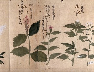 view Four flowering plants. Watercolour, c. 1870.