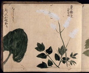 view One white flowering plant. Watercolour, c. 1870.