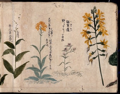 Four flowering plants, one possibly a phlox. Watercolour, c. 1870.