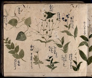 view Nine flowering plants, one possibly a phlox and one a green brier. Watercolour, c. 1870.