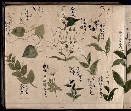 Nine flowering plants, one possibly a phlox and one a green brier. Watercolour, c. 1870.