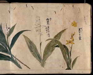 view Three flowering plants, one possibly a species of Convallaria. Watercolour, c. 1870.