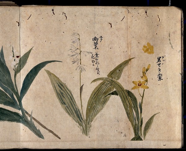 Three flowering plants, one possibly a species of Convallaria. Watercolour, c. 1870.