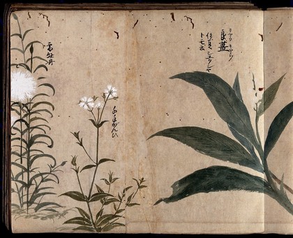 Three flowering plants, one possibly a pink (Dianthus species) and one a Gypsophila. Watercolour, c. 1870.