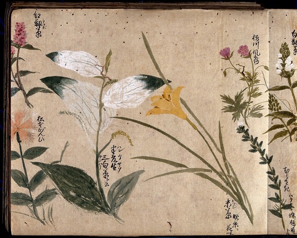 Seven flowering plants, one possibly a pink (Dianthus species) and one a daylily (Hemerocallis species). Watercolour, c. 1870.