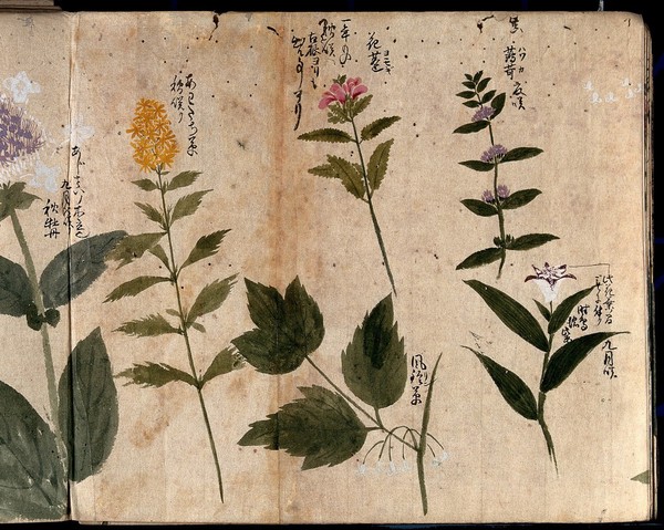Four flowering plants, one possibly a toad lily (Tricyrtis species). Watercolour, c. 1870.
