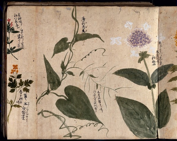 Four flowering plants, one possibly a Hydrangea species. Watercolour, c. 1870.