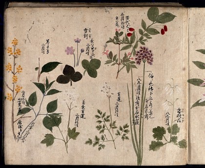Eight flowering plants, possibly including a species of Allium and an Australian fuchsia (Correa species). Watercolour, c. 1870.