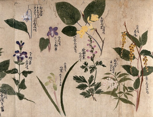 Eight flowering plants, possibly including species of Stachyurus and Pieris. Watercolour, c. 1870.