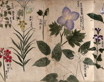 Eight flowering plants, including a labiate. Watercolour, c. 1870.