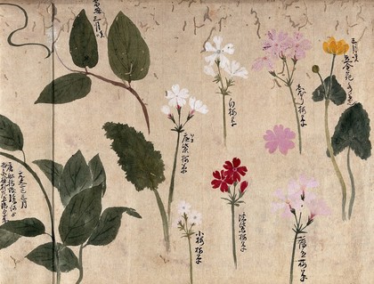 Seven flowering plants, one possibly a kingcup and six pinks (Dianthus species). Watercolour, c. 1870.