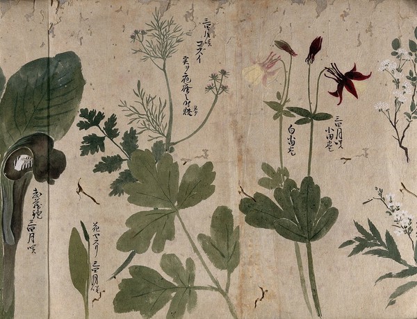 Five flowering plants, two possibly Aquilegia species. Watercolour, c. 1870.