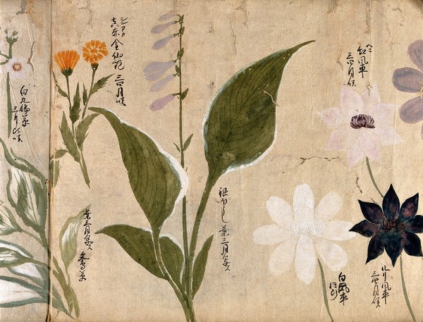 Five flowering plants, possibly including a Hosta species and three Clematis flowers. Watercolour, c. 1870.
