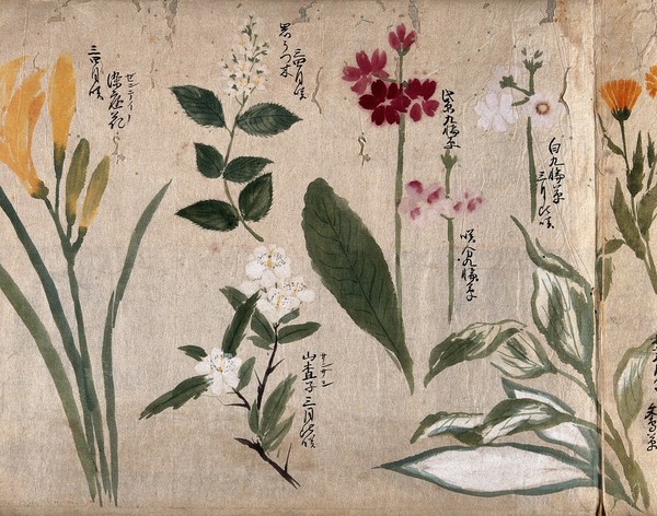 Eight flowering plants, possibly including species of Hosta, Primula, and a daylily. Watercolour, c. 1870.
