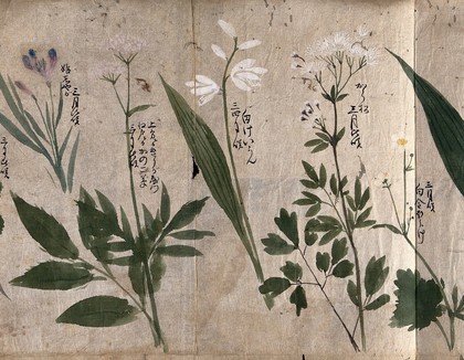 Five flowering plants, one possibly a species of Thalictrum. Watercolour, c. 1870.