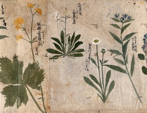 view Four flowering plants. Watercolour, c. 1870.