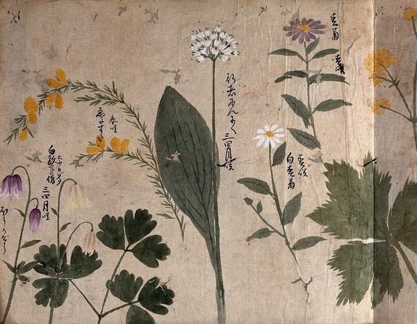 Six flowering plants, possibly including a gorse, an Allium species and two Aquilegia species. Watercolour, c. 1870.