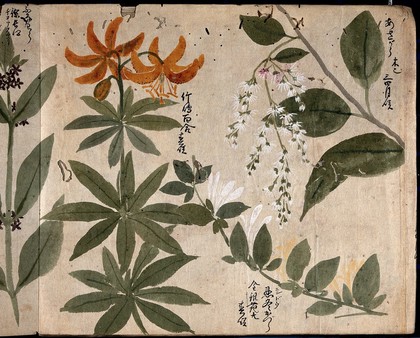 Four flowering plants, one an orange lily (Lilium species). Watercolour, c. 1870.