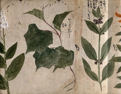 Three flowering plants. Watercolour, c. 1870.