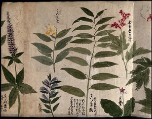 view Six flowering plants, possibly including species of Filipendula and Polygonatum. Watercolour, c. 1870.