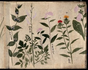 view Five flowering plants. Watercolour, c. 1870.