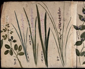 view Five flowering plants, possibly including three species of Liriope. Watercolour, c. 1870.