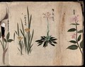 view Four flowering plants, possibly including species of Sisyrinchium and Dracunculus. Watercolour, c. 1870.