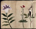 view Three flowering plants, possibly including a lily and a species of Dracunculus. Watercolour, c. 1870.
