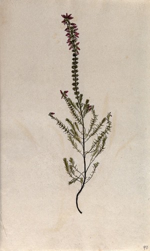 view Bell heather (Erica species): flowering stem. Coloured nature print.