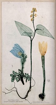 Three plants, an anenome, a mercury and a crocus: entire flowering plants. Colour nature print, c. 1860.