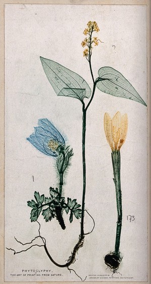 view Three plants, an anenome, a mercury and a crocus: entire flowering plants. Colour nature print, c. 1860.